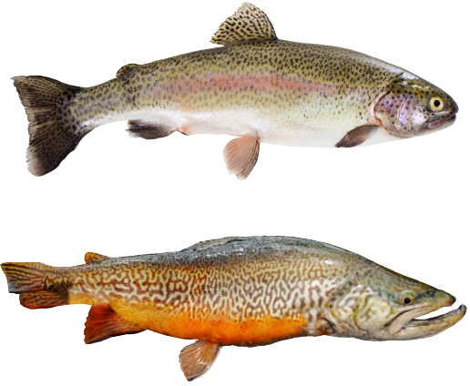 Rainbow and Tiger trout at Graiglwyd Springs